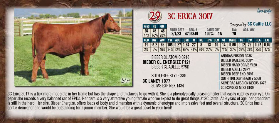 3c Erica 3017 Red Angus Heifer For Sale 2023 Nile