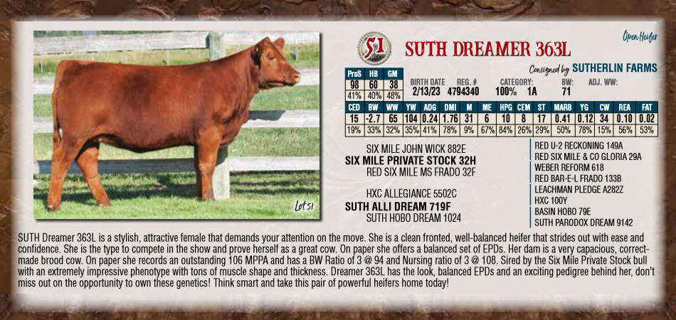 Sutherlin Dreamer 363l Red Angus Heifer For Sale 2023 Nile