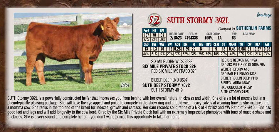 Sutherlin Stormy 392l Red Angus Heifer For Sale 2023 Nile